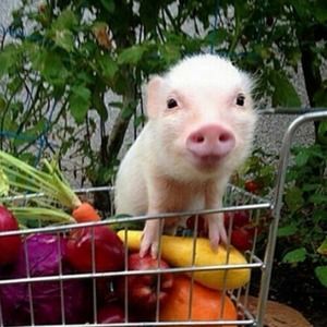 Meet your Posher, Taylor